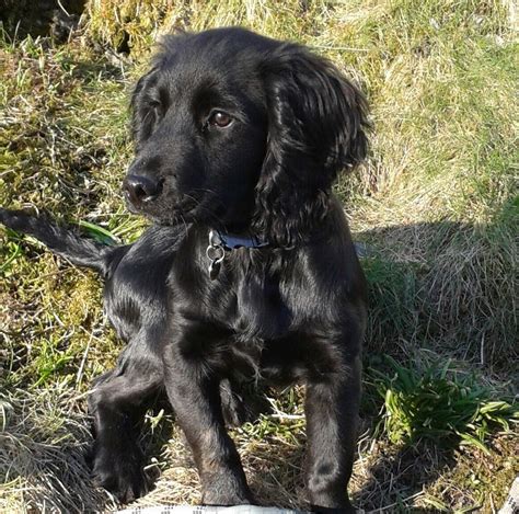 The best way to determine the temperament of a mixed breed is to look up all breeds in the cross and know you can get any combination of any of the characteristics found in either breed. . Sprocker spaniel puppies